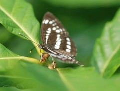 Neptis pryeri