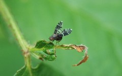 Homoneura euaresta