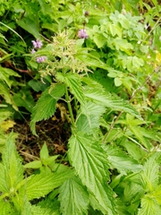 Urtica sondenii