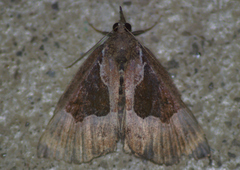 Hypena bijugalis