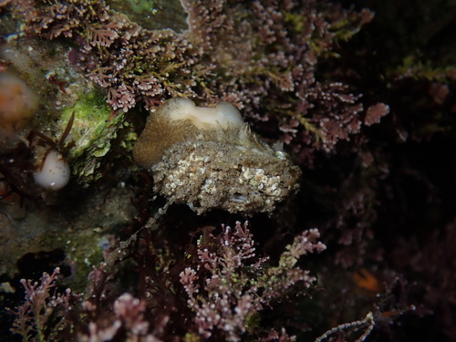Lucapinella callomarginata observed 2024-08-18
