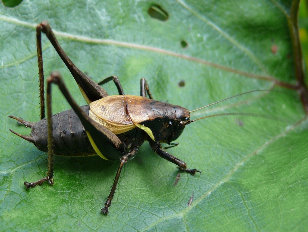 Alpine Dark Bush-cricket