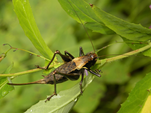 Alpine Dark Bush-cricket photo 3