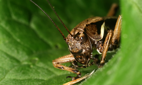 Alpine Dark Bush-cricket photo 4