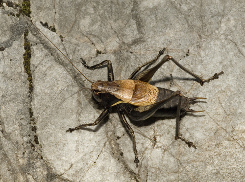 Alpine Dark Bush-cricket photo 5