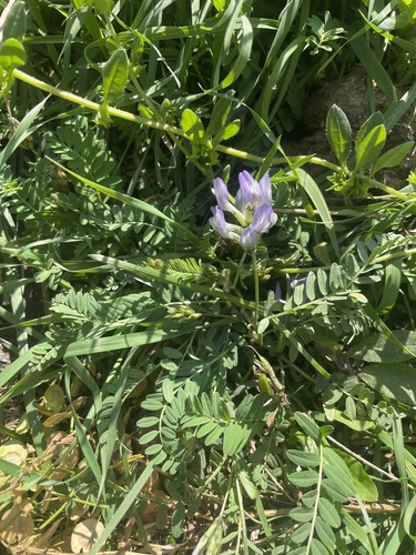 Image of Astragalus tibetanus by no rights reserved