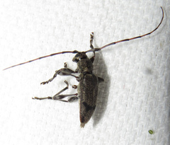 Graphisurus despectus