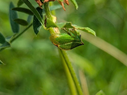 Stictocephala alta