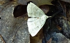 Chytolita morbidalis