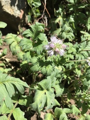 Hydrophyllum occidentale