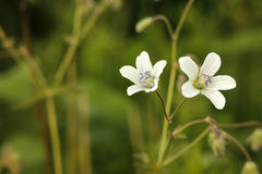 Geranium asiaticum