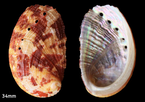 Haliotis tuberculata coccinea