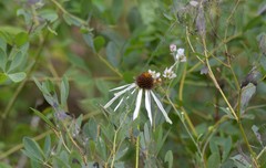Malacosoma americana