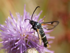 Pyropteron chrysidiforme