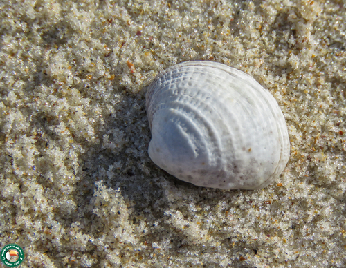 Chione cancellata
