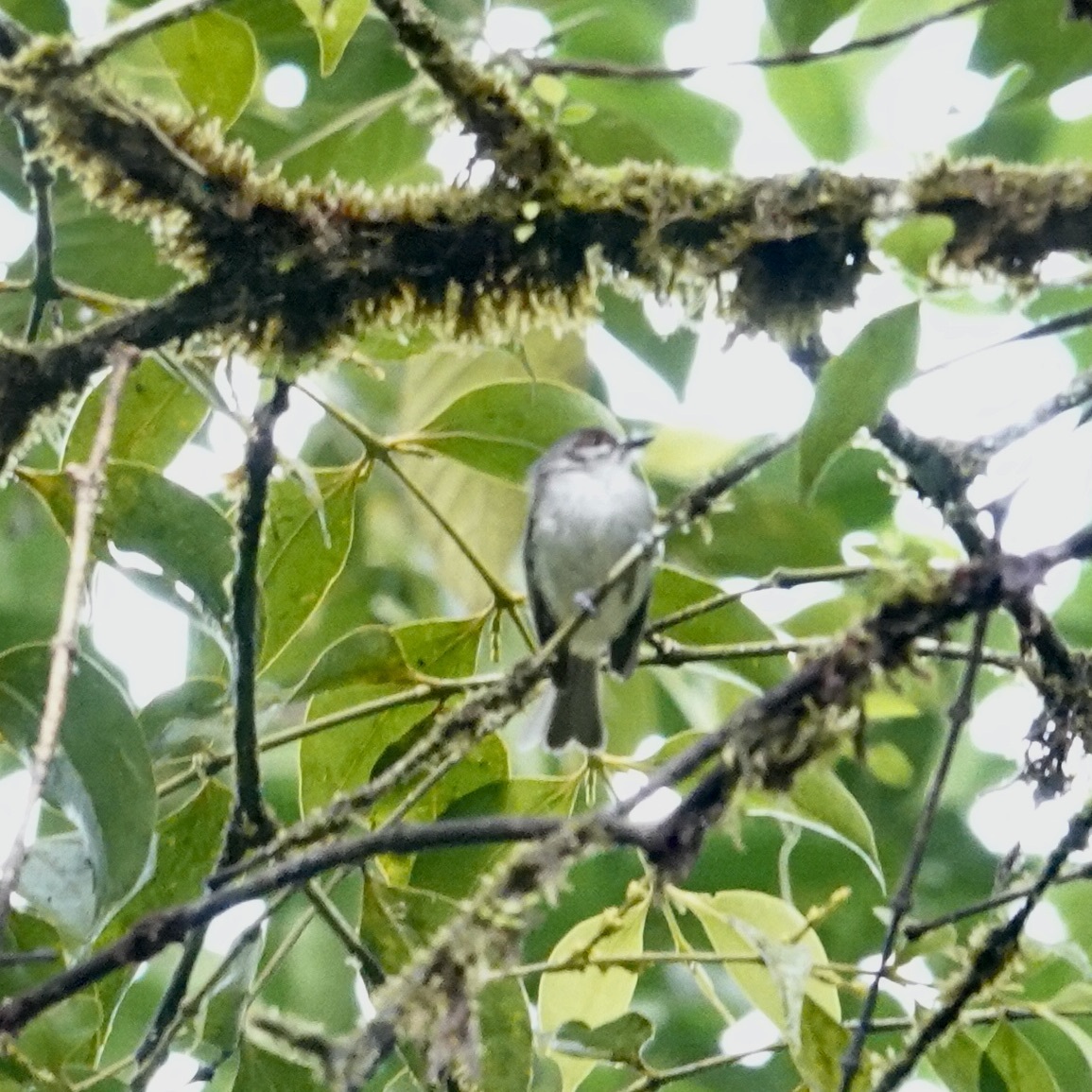Rufous-browed Tyrannulet (Phylloscartes superciliaris), photo 1