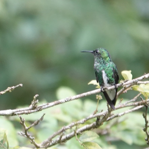 White-tailed Emerald (Microchera chionura), photo 3
