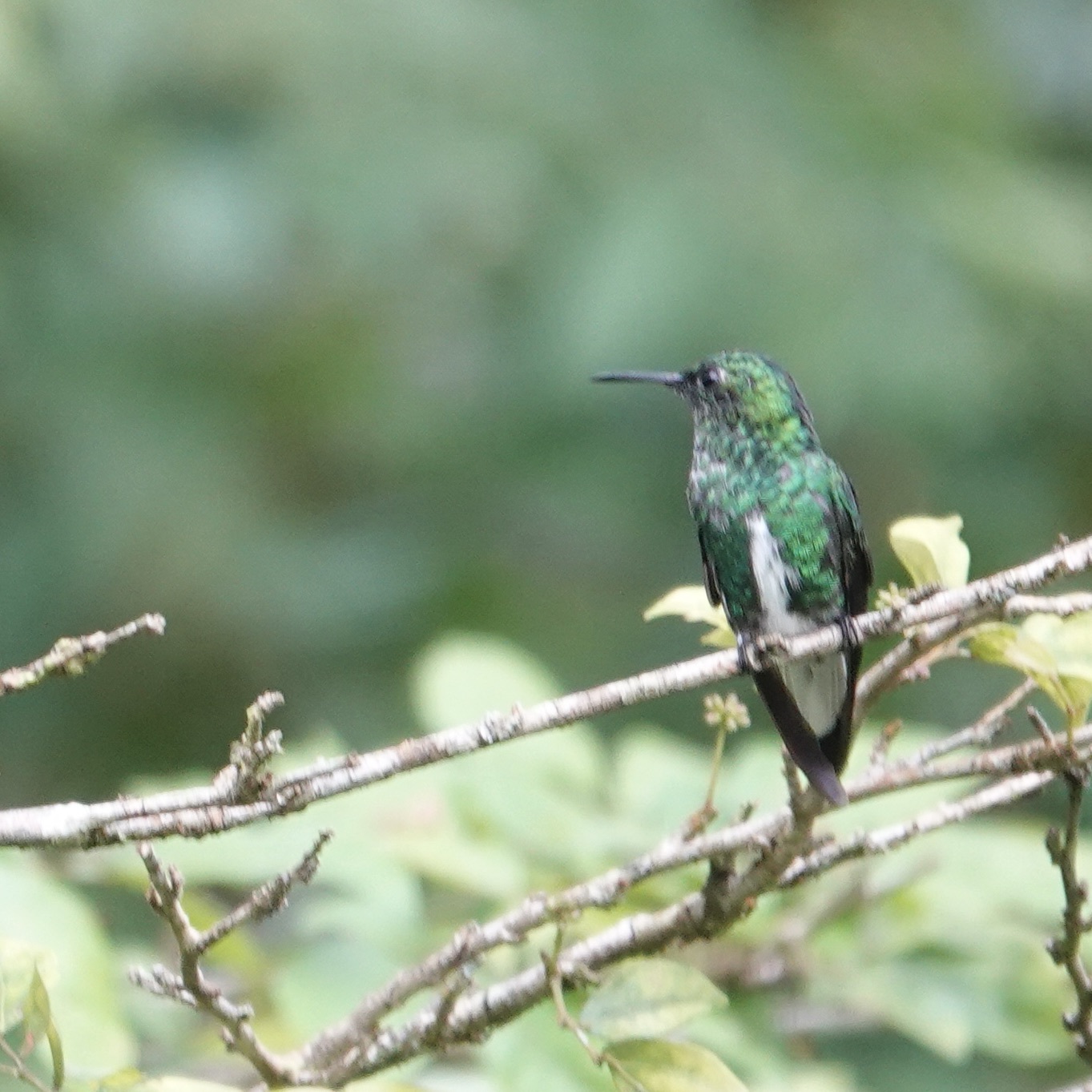 White-tailed Emerald (Microchera chionura), photo 4