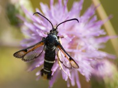 Pyropteron chrysidiforme