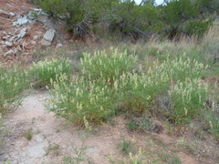 Astragalus racemosus