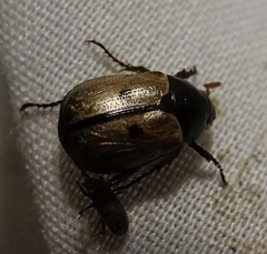 Anomala binotata