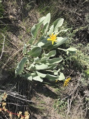 Wyethia mollis