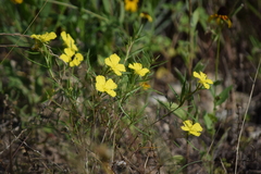 Oenothera serrulata