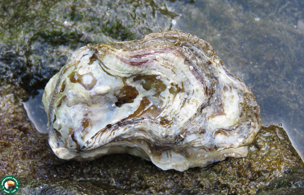 Crassostrea mangle