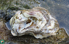 Crassostrea rhizophorae