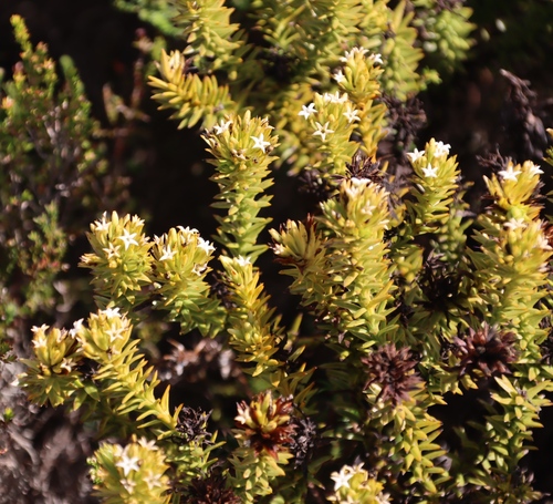Image of Thesium viridifolium by (c) Tony Rebelo, some rights reserved (CC BY-SA)