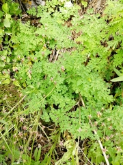 Thalictrum foetidum