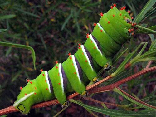 Cincta Silk Moth