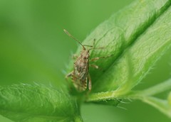 Stictopleurus minutus