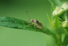 Stictopleurus minutus
