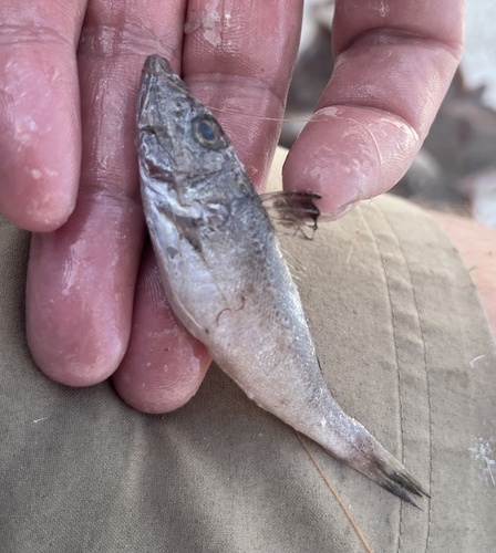 Shortwing searobin (Prionotus stearnsi) — Triglidae — 5