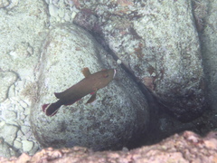 Cephalopholis urodeta