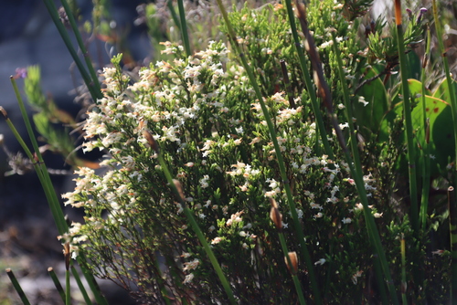 Image of Rice Heath (Erica lutea) by (c) Tony Rebelo, some rights reserved (CC BY-SA)
