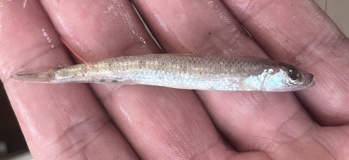 Brazilian lizardfish (Saurida brasiliensis) — Synodontidae — 3