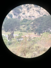 Polioptila californica