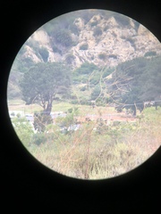 Polioptila californica