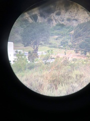 Polioptila californica