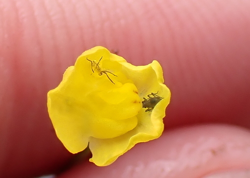 Waterlily aphid photo 4