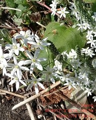 Ornithogalum narbonense