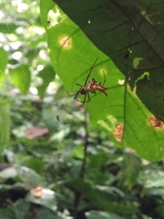 Micrathena fissispina