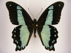 Papilio chrapkowskii