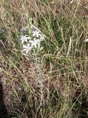 Ornithogalum pyramidale