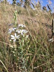 Ornithogalum pyramidale