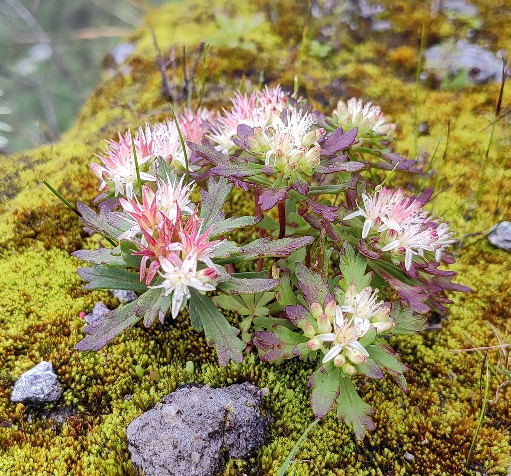 Rhodiola chrysanthemifolia