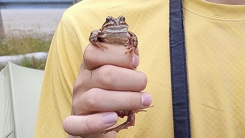 European Common Frog