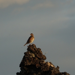 Turdus iliacus coburni